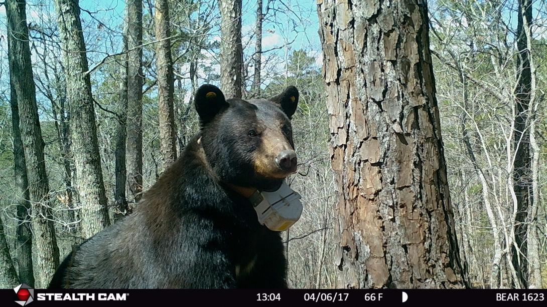 Bear 1623 standing in front of a tree near her den.