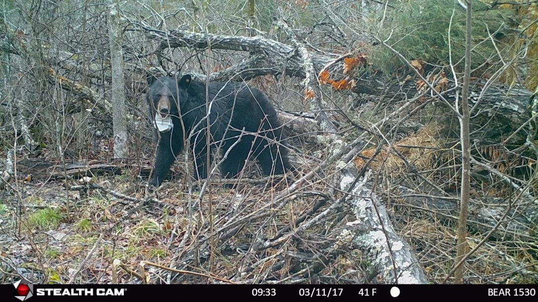 Bear 1530 leaving her brush pile den.