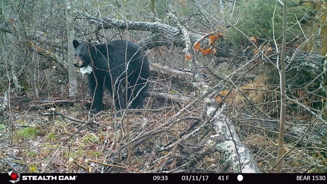 Bear 1530 walking away from her brush pile den.