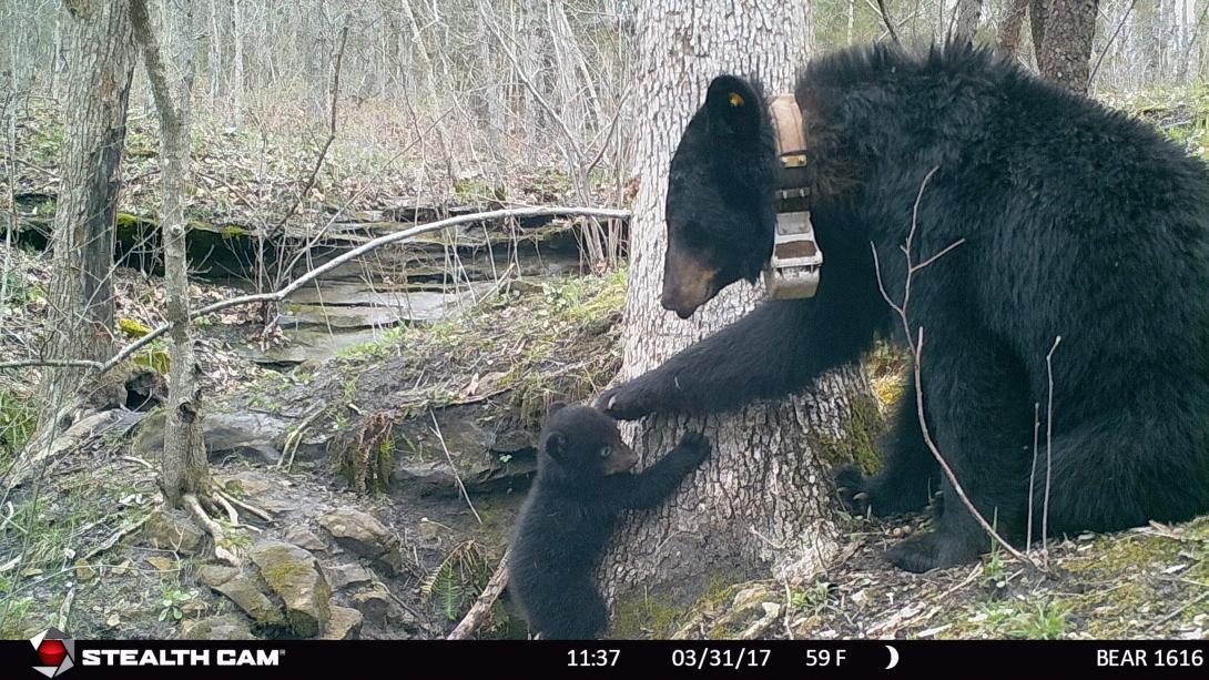 Bear 1616 and one cub in front of their den. Bear 1616 is pawing the cub’s head as it stands against a tree.