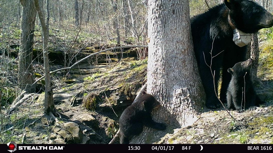 Bear 1616 and two cubs sitting in front of their den. One cub is climbing the base of a tree while the other cub is sitting next to the sow.